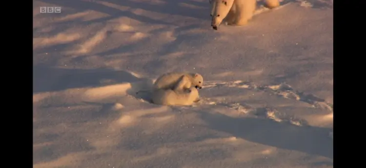 Polar bear (Ursus maritimus) as shown in Frozen Planet - Spring